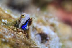 Most bottom-dwelling fish try to avoid predation through hiding or camouflage. This colorful bluebelly blenny fish scans its surroundings with its head sticking out of its hole.