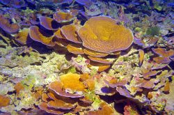 Mesophotic corals