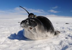 A seal wearing an ocean sensor.