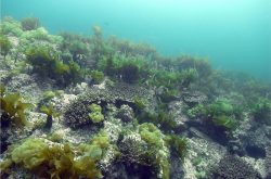 Corals under kelp