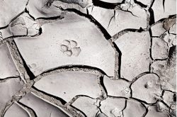 Paw print in mud cracks in the Rillito River in Tucson, Arizona.
