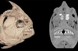 Piranha CT scan