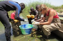 researchers processing begetation in Senegal.