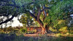 A large, green leafed, deciduous cottonwood tree sprawls its branches over a wooden cabin.