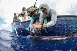 University of Washington researchers tagging a swordfish