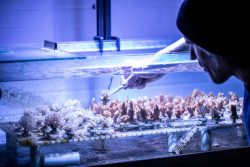 Researcher in lab studying coral