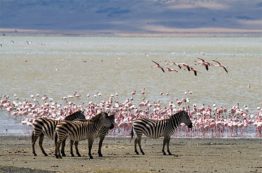 Zebras and flamingoes in front of Lake Magadi