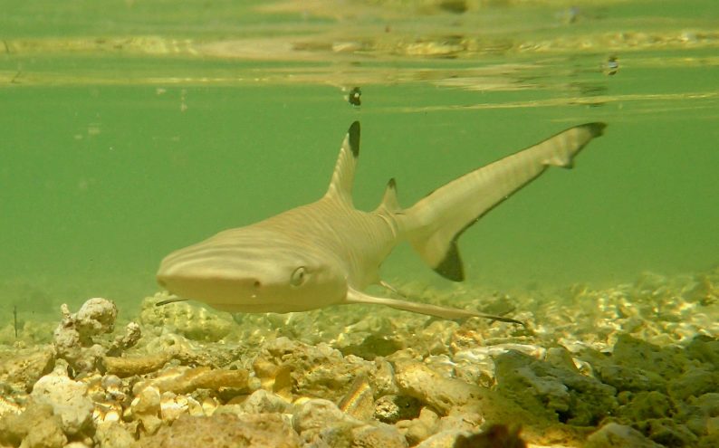 Global study reveals hope for recovery in declining shark