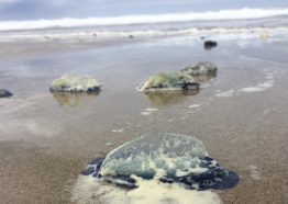 Velella velella, also called “by-the-wind sailor” jellies, that washed ashore at Moolack Beach, Oregon, in 2018.