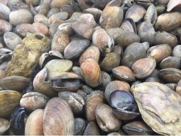 Dying clams on Hood Canal, Rocky Bay, 2019.King et al, Harmful Algae, 2021