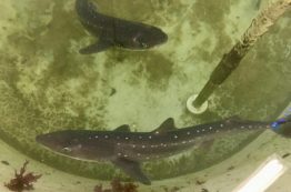 Two live Pacific spiny dogfish sharks.