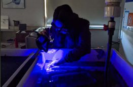 Emily Carr studies lingcod using a florescent technique called pluse-chase