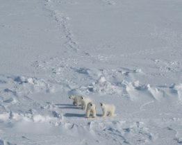 four polar bears in the Arctic