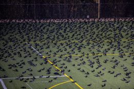 crows on an athletic field in Bothell