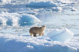 A Southeast Greenland polar bear on glacier, or freshwater, ice at 61 degrees north in September 2016.