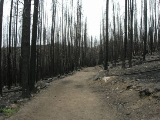 This image shows the site of the Tripod Complex Fire one year later, in 2007.