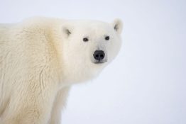 A polar bear looks into the camera lens