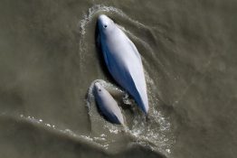 two beluga whales swimming in cook inlet