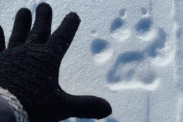 A hand in a black glove in the snow next to a paw print left by a wolf.