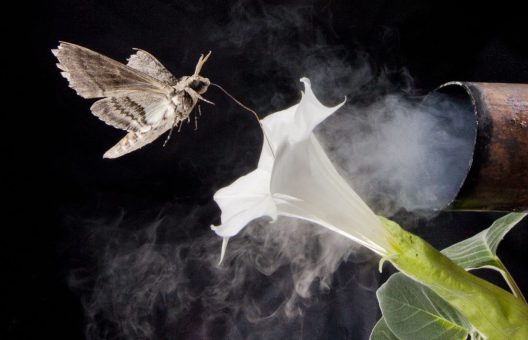 This photo illustration depicts a tobacco hawkmoth navigating to a flower amid air fouled by vehicle exhaust emissions.